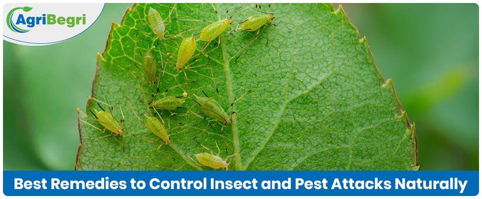 A Deep Dive into Fungicides: What They Are and How to Use Them