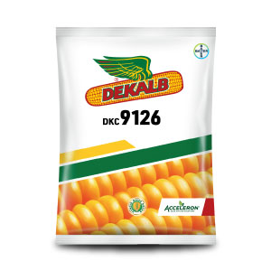 Buy Bayer Dekalb Dkc Maize Seeds Online Agribegri