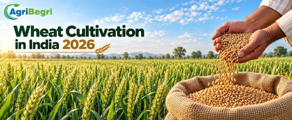 Wheat Cultivation in India: A Complete Guide for Farmers