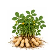 Groundnut