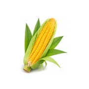 Maize