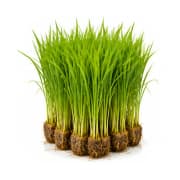 Rice (Transplanted Paddy)