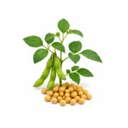 Soya Bean