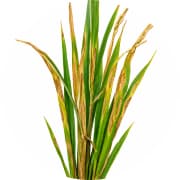 Bacterial Leaf Blight
