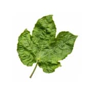 Cotton Leaf Curl Virus