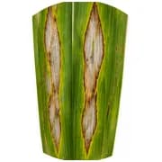 Paddy Sheath Blight