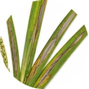 Rice Blast