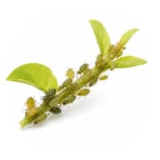 Aphids