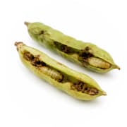 Gram pod borers