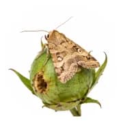 Helicoverpa armigera