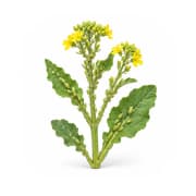 Mustard Aphid