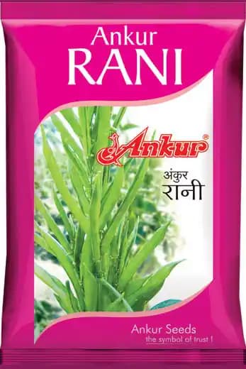Ankur Seed Rani Cluster Beans Vegetable Seeds, Guar Ke Beej, High Yielding Variety For Kharif and Summer - Image 1