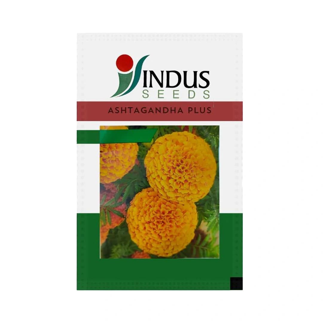 Indus Marigold Ashtagandha Plus Seeds Genda Fool Seeds Orange Colour Flower, Dark Green Leaves, Pink Stems - Image 1