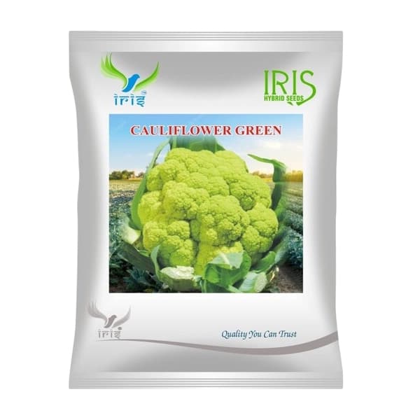 Iris Green Imported OP Cauliflower Seeds, High Yield And Attractive Green Curd - Image 1