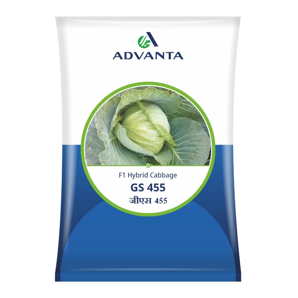 Advanta GS 455 F1 Hybrid Cabbage Seeds, Round Head, Black Rot Tolerance And High Yield - Image 1