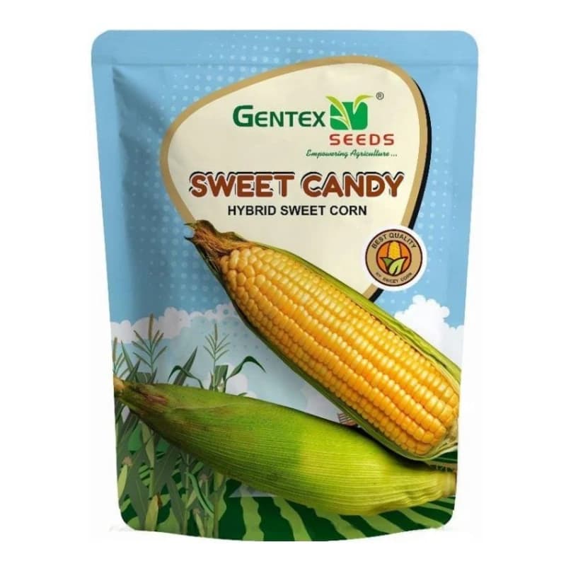 Gentex Sweet Candy Corn Seeds - (Maize Seeds) Golden Kernels, Fast Maturity - Image 1