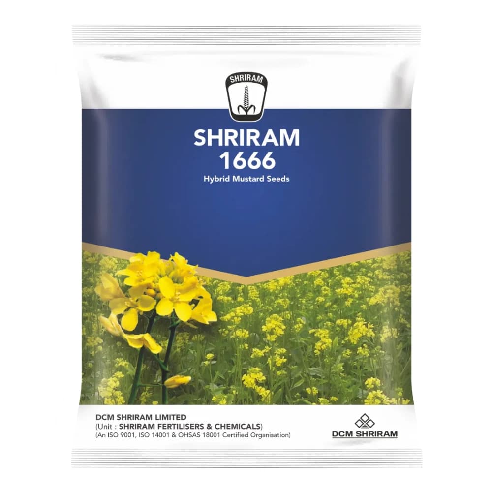 Shriram 1666 Hybrid Mustard Seeds, Sarso Ke Beej, Excellent Yield And Good Oil Percentage - Image 1