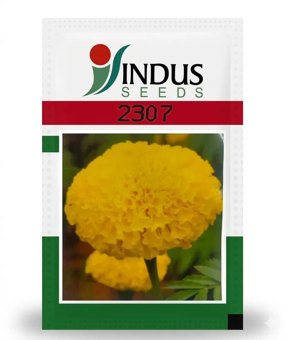 Indus 2307 F1 Hybrid Marigold Seeds High Yield Orange Flower Variety - Image 1