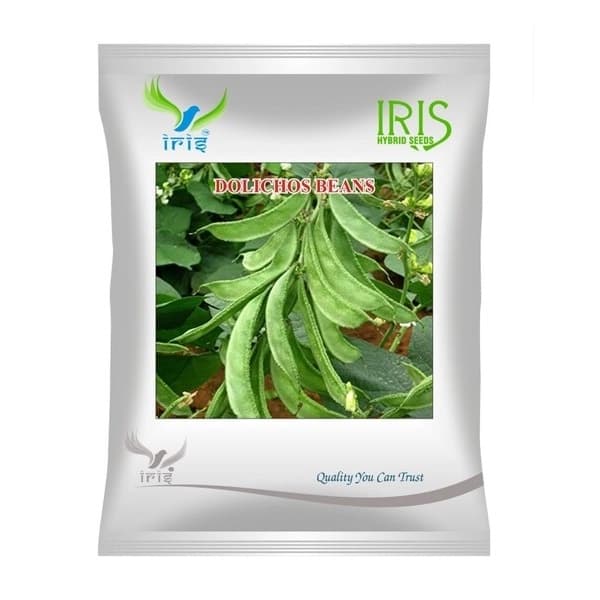 Iris Dolichos Beans OP Sem Phalli Seeds, Choli Ke Beej, Medium Green And Prolific Yield Variety - Image 1