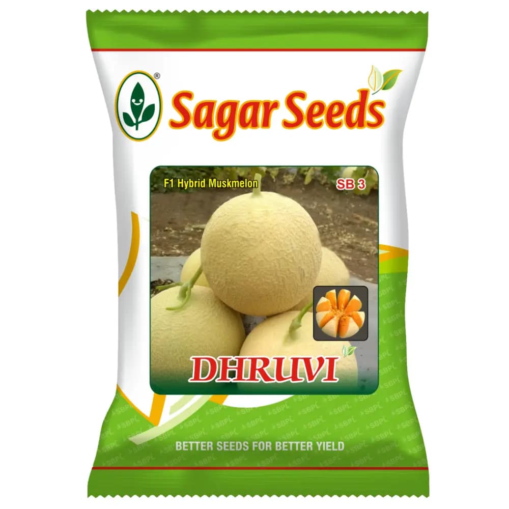 Sagar DHRUVI F1 Hybrid Muskmelon Seeds, High Yield, Orange Flesh, Fusarium Wilt Tolerant - Image 1