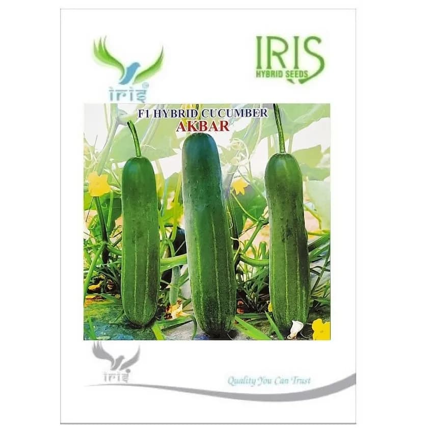 Iris Akbar F1 Hybrid Cucumber Seeds, Dark Green, High Yield And Long Shelf Life - Image 1