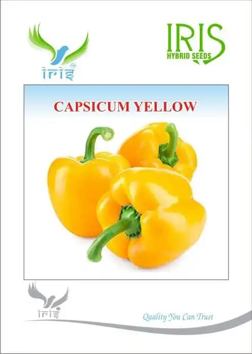 Iris Hybrid Vegetable Imported Yellow Capsicum Seeds, Fruit Colour Medium Green To Yellow - Image 1