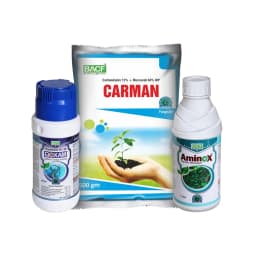 Onion Special Combo Pack for Initial Stage (Boxam 250 Gm + Carman 500 Gm + Aminox 500 ML) Sucking Pest, Purple Blotch Control & Overall Plant Growth 1