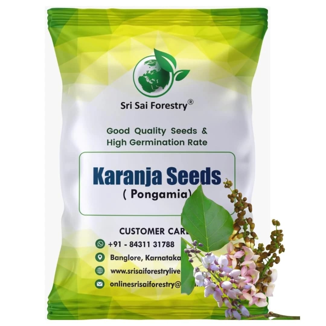 SRI SAI FORESTRY Karanja (Millettia Pinnata)  Indian Beach Tree, Pongamia Pinnata, Pongame oil tree, Liquid Fuel Tree Seeds