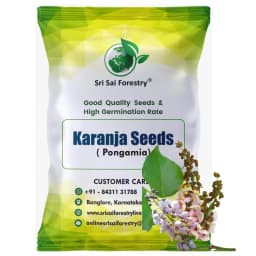 SRI SAI FORESTRY Karanja (Millettia Pinnata)  Indian Beach Tree, Pongamia Pinnata, Pongame oil tree, Liquid Fuel Tree Seeds 1
