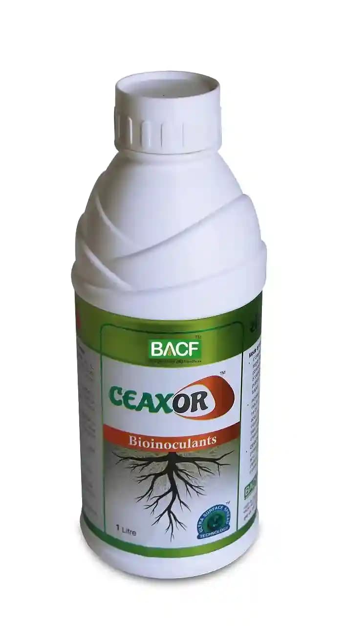 BACF Ceaxor  Bacillus Contortia Fungal Repellent , Targets Fusarium wilt, collar rot, and fungal disease.