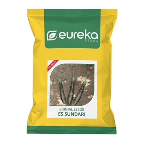 Eureka ES Sundari Brinjal Seeds - (Eggplant Seeds) Vigorous Tall Plants And High Yield - Image 1