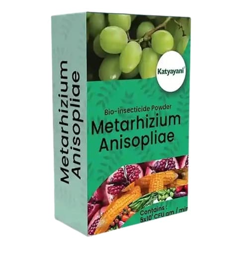 कात्यायनी मेटारहिजियम एनीसोप्लिए जैव कीटनाशक (पाउडर), टैल्कम आधारित पाउडर निर्माण, प्रभावी कीट नियंत्रण के लिए - Image 1