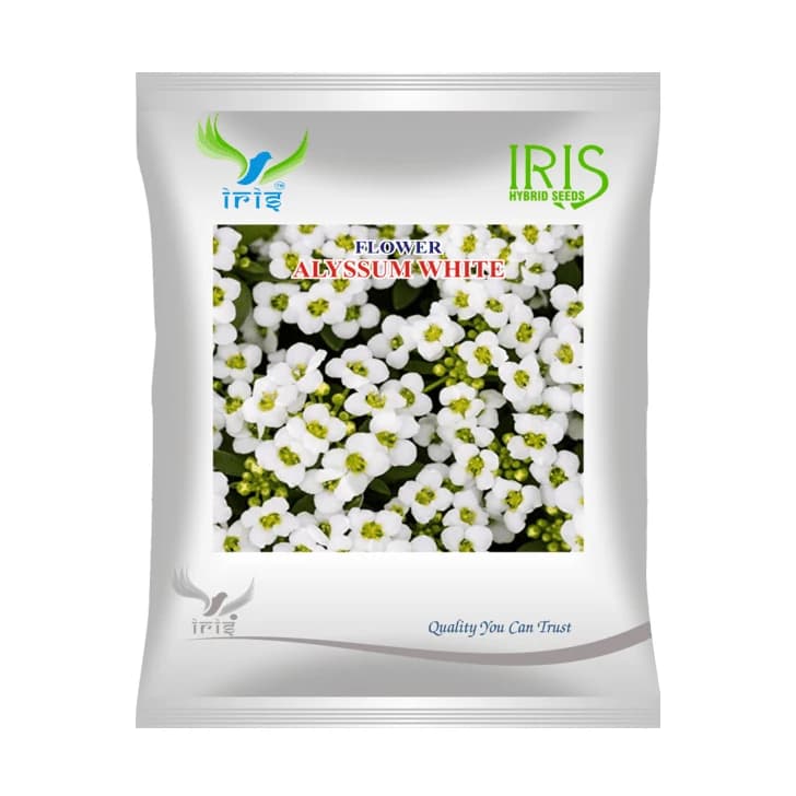 Iris Alyssum White OP Flower Seeds, Imported, Fragrant White Flowers And Compact Plant - Image 1