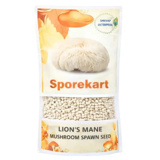 Lions Mane Mushroom Spawn Seed. White, globe-shaped fungi that have long, shaggy spines. - Image 1