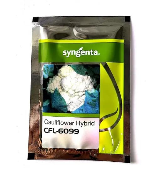 Syngenta CFL 6099 Cauliflower Hybrid Seeds - Image 1