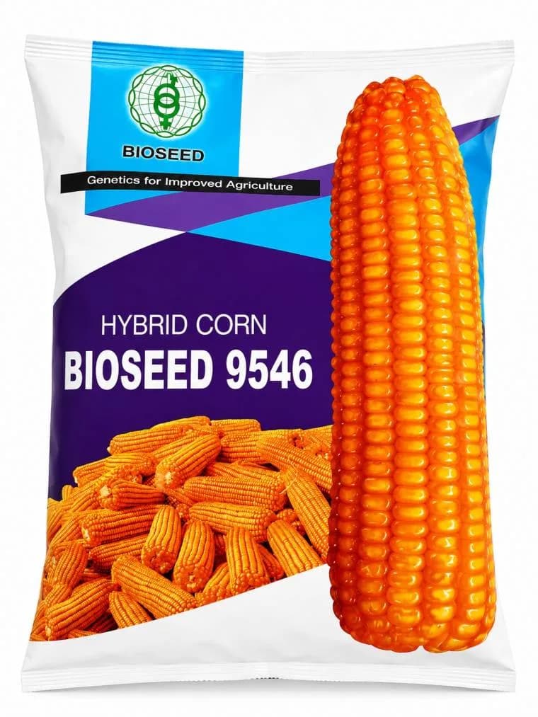 Bioseed 9546 Hybrid Corn Seeds For High Yield and Superior Grain Quality - Image 1