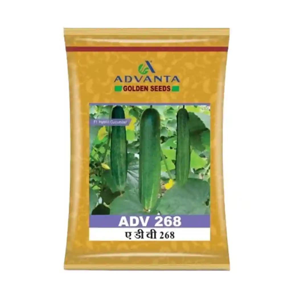 Advanta F1 Hybrid ADV 268 Cucumber Seeds, Attractive Green Colour With Light White Stripes - Image 1