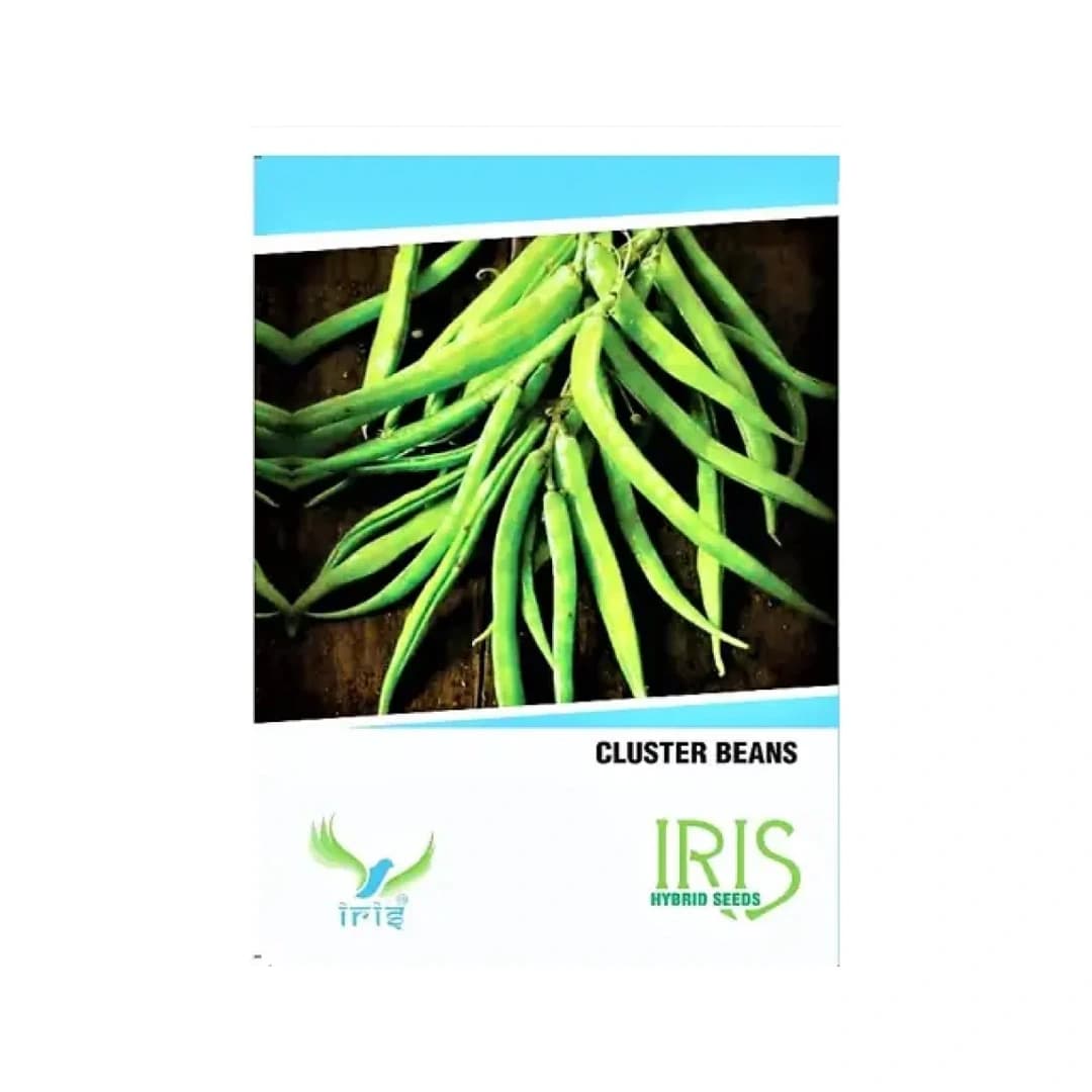 Iris Hybrid Cluster Beans Vegetable Seeds, Guar Ke beej, Guar Na Bee, Best In Germination (20 Seeds) - Image 1