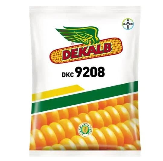 Bayer Dekalb Corn DKC 9208 Seed, High Yielding Spring Hybrid, Corn Seeds.   - Image 1