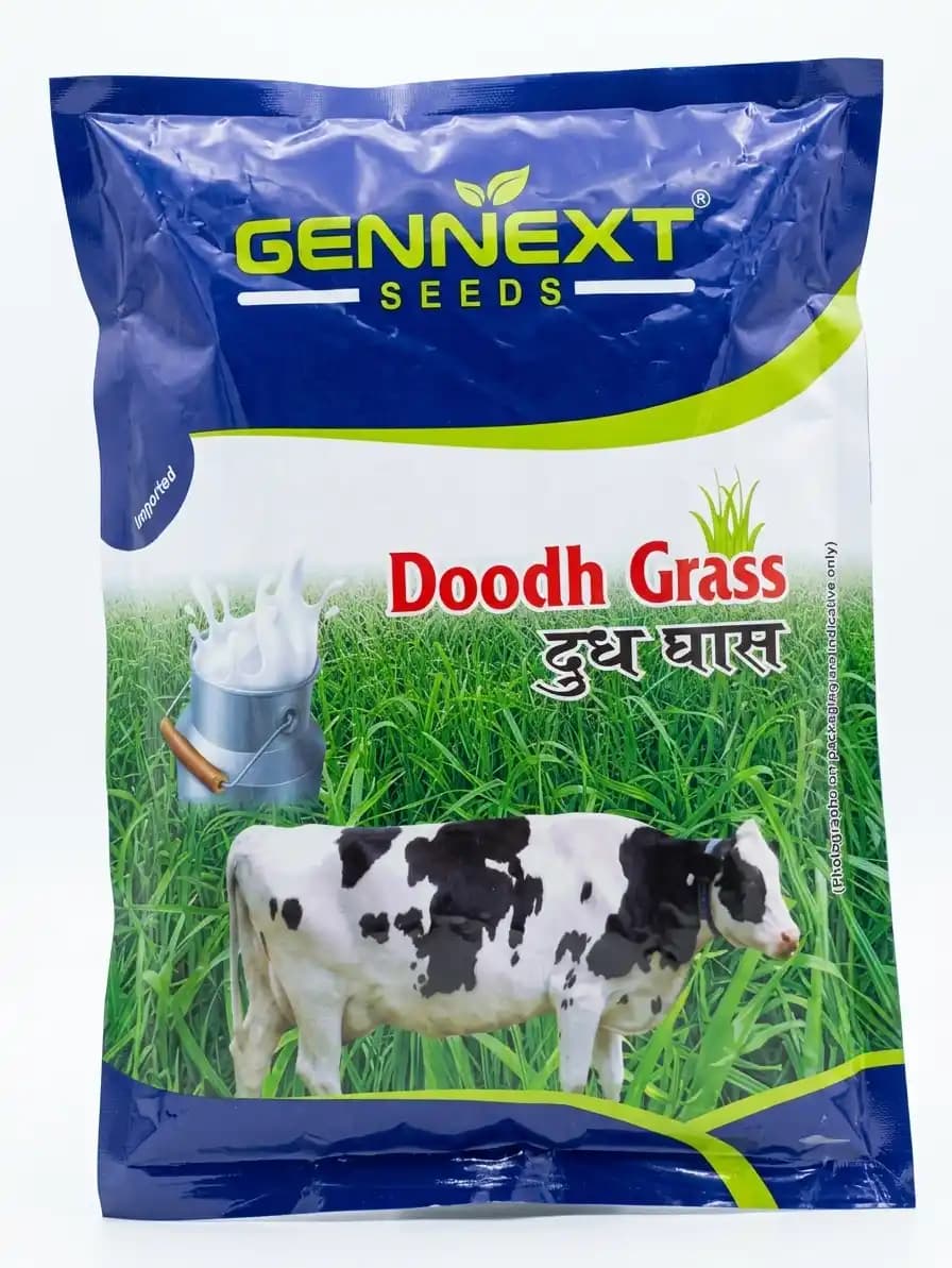 Gennext Seeds Doodh Grass High Yielding Hybrid Fodder Seeds - Image 1