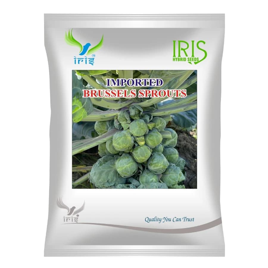 Iris BRUSSELS SPROUTS Imported Seeds, Erect Plants, Medium Sprouts, High Yield - Image 1
