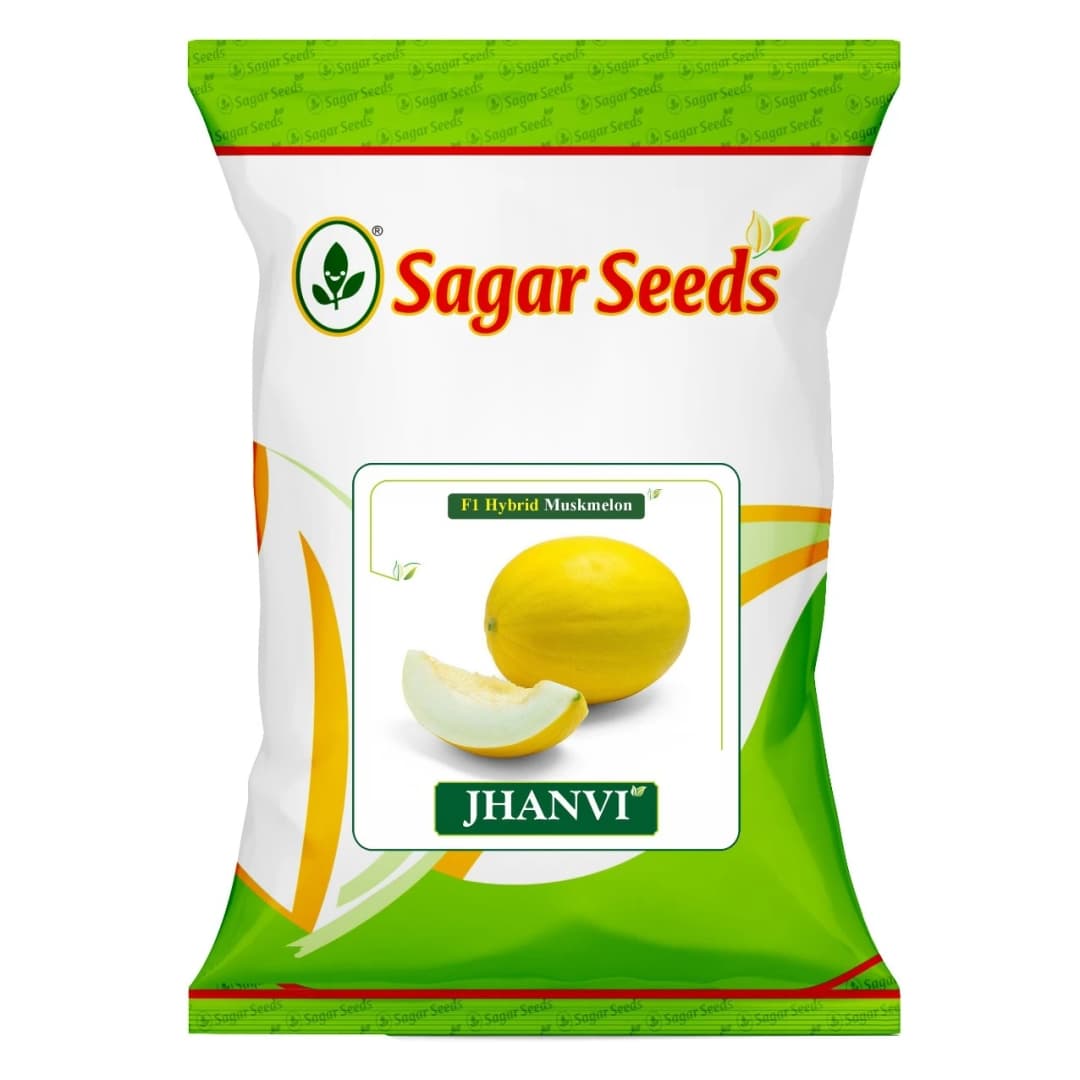 Sagar JHANVI F1 Hybrid Muskmelon Seeds, High Yield, Fusarium Resistance And Sweet Oblong Fruits