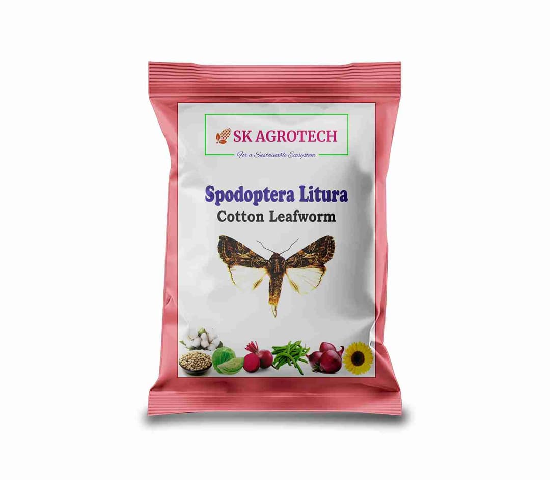 SK Agrotech Spodoptera Litura Cotton Leafworm Pheromone Trap With Lure - Effective Monitoring and Control - Image 10