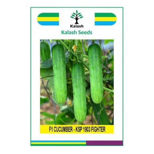 Kalash KSP 1903 FIGHTER F1 Hybrid Cucumber Seeds, High Yielding Variety with Uniform Dark Green Fruits - Image 1