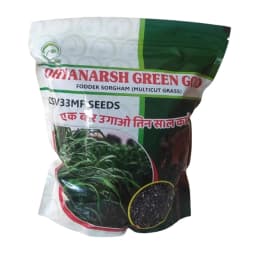 Dhyanarsh CSV33MF Sorghum Seeds, Fodder Seeds, Multi-Cut, Fast Growth Variety 1