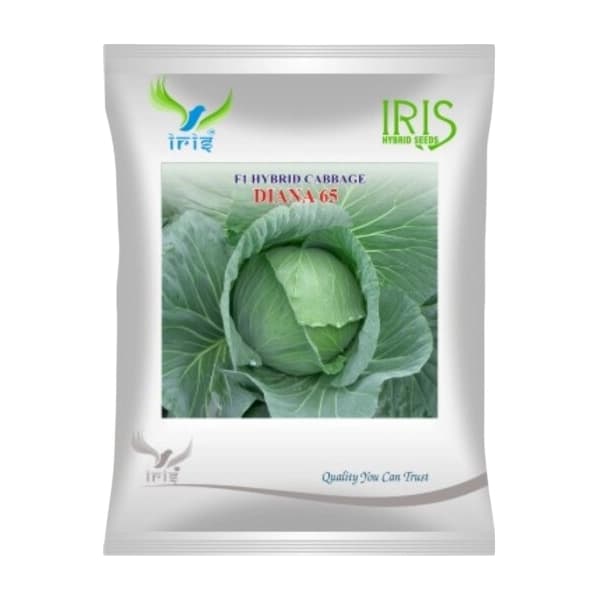 Iris Diana 65 F1 Hybrid Cabbage Seeds, High Yield, Black Rot Tolerant, Excellent Uniformity - Image 1