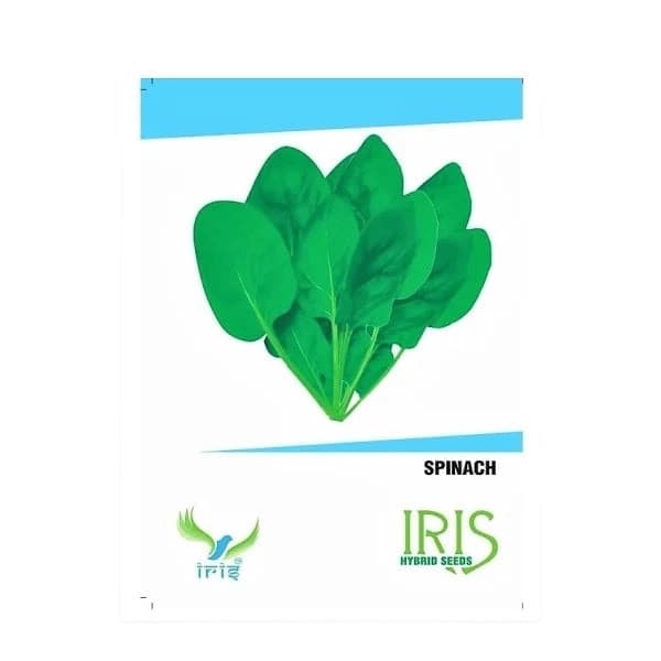 Iris Hybrid Vegetable Palak Seeds, Spinach Seeds, Suitable For Indian Conditions (100 Seeds) - Image 1