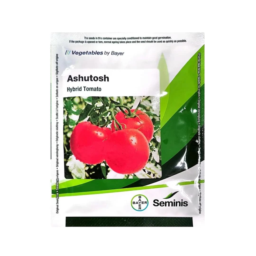 Seminis Ashutosh F1 Hybrid Tomato Seeds, Flat Round Firmness Shape, Firm Red Fruits, Early Hybrid