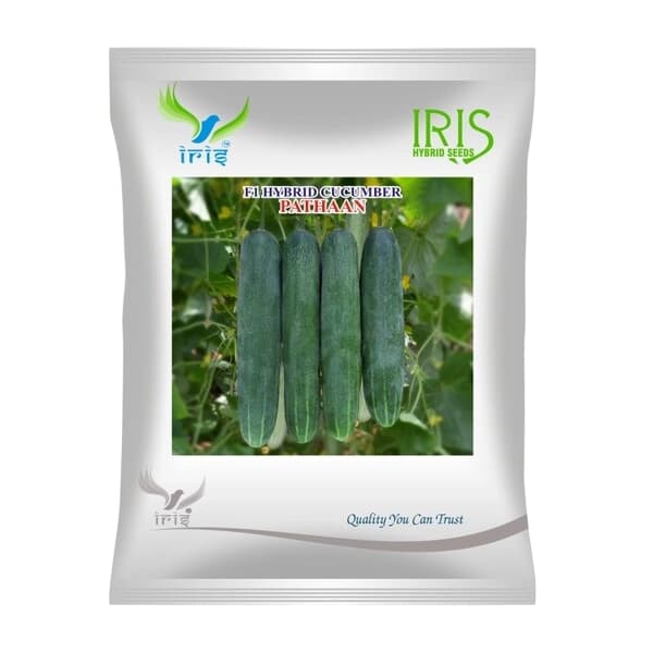 Iris Pathaan F1 Hybrid Cucumber Seeds, Dark Green, High Yield Variety And Uniform Size - Image 1
