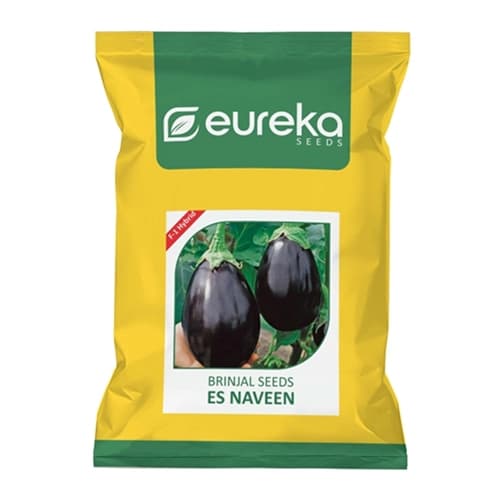 Eureka ES NAVEEN F1 Hybrid Brinjal Seeds, Shiny Black, Oval Fruits, Suitable For Kharif And Rabi Seasons - Image 1